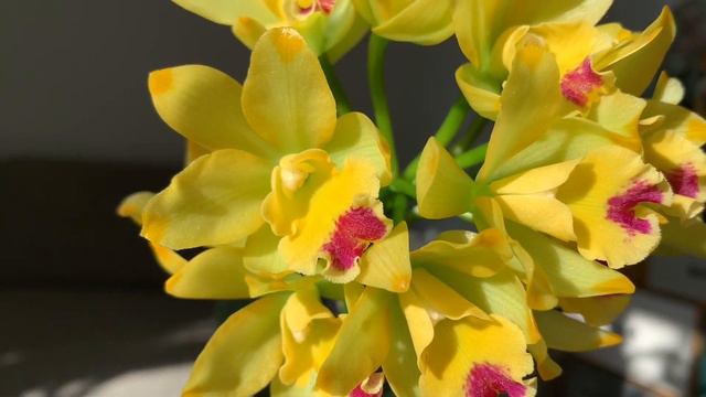 #GVOS2020 - Cattleya Little Fairy (Cattleya Netrasiri Beauty × Cattlianthe Kauai Starbright) смотреть онлайн