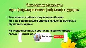 Как формировать огурцы. Схема формирования. Начинающим.