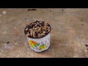 Регионы произрастания кофе