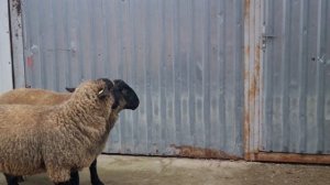 Суффолк. Проданы в Московскую обл. #суффолк #sheep #suffolk #suffolksheep #ram #ramsuffolk #бараны