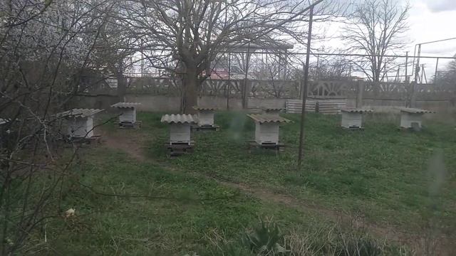 Разницу между пчелами кордован и бакфаст видно не вооруженным глазом :) смотреть онлайн