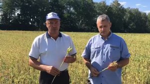 Уборка люпина