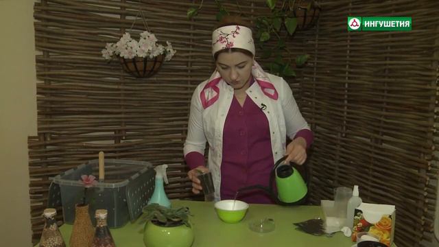 Рубрика. Укоренение листового черенка фиалки смотреть онлайн