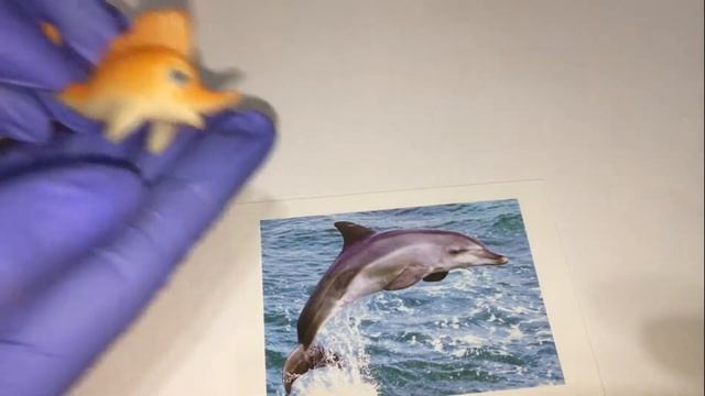 Учим морских животных.Морские животные,карточки Домана и игрушки. смотреть онлайн