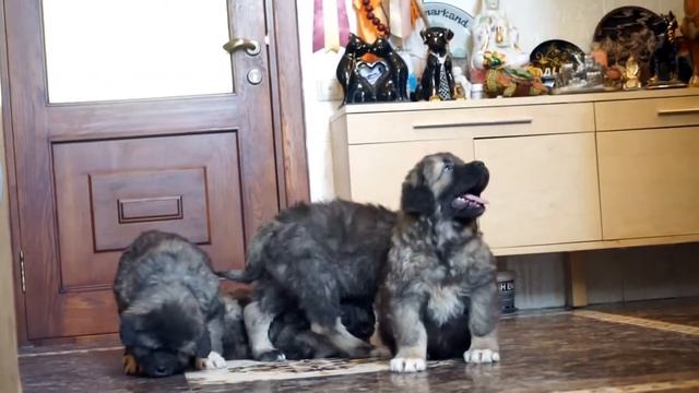 Питомник Кавказских овчарок www.r-risk.ru +9(926)220-56-03 Татьяна Ягодкина смотреть онлайн