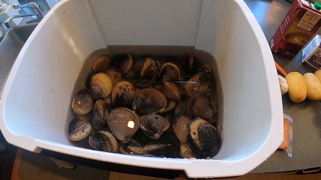СБОР МОРЕПРОДУКТОВ, РАКУШКИ СЕРДЦЕВИДКИ-КАРДИУМ НА ТИХОМ ОКЕАНЕ В США. СУП С РАКУШКАМИ И ЛОСОСЕМ.