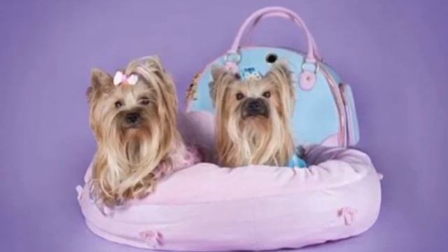 Йоркширский терьер смотреть онлайн