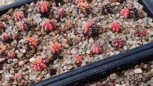 gymnocalycium variegated gymnocalycium mihanovichii variegated
