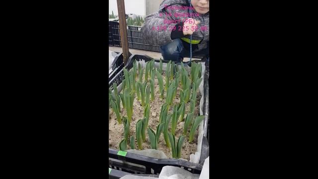 Тюльпаны к 14 февраля 2024. Брест (РБ) +375 29 225 55 66 смотреть онлайн