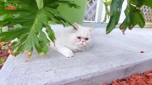 Персидская кошка. Все о породе