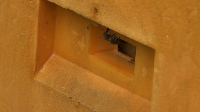 Работа пчёл 08.06.2021 - отцвели сады, но пошла малина, ежевика и разнотравье. смотреть онлайн