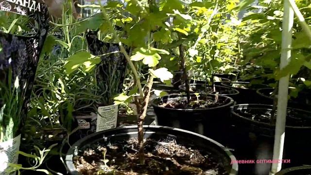 ОБЗОР САЖЕНЦЕВ ДЛЯ САДА И ДАЧИ В OBI жимолость, лаванда, смородина, крыжовник, яблони, груши, малин