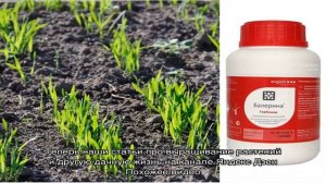 Гербицид Галера — эффективная защита рапса от злостных сорняков