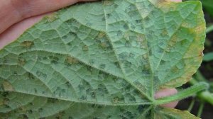 Как бороться с фитофторой на огурцах в теплице