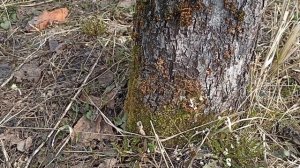 Прививка дерева методом сверления в ствол