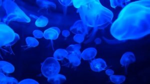 Медузы, музыка для медитации