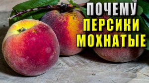 Почему персики мохнатые?
