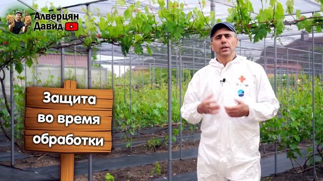 Важная профилактическая обработка винограда перед цветением