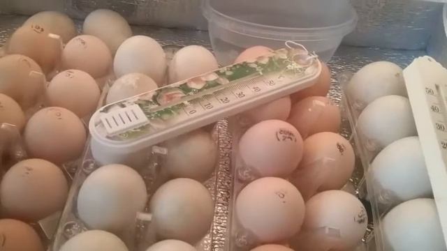 Совместная инкубация утиных и куриных яиц.