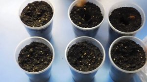 ???КАК ВЫРАСТИТЬ РАССАДУ ОГУРЦОВ !