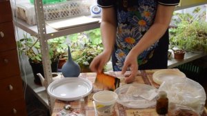 Подготовка семян перца к посеву