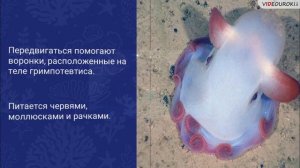 Учителю биологии. Видеоурок «Подводный мир морей и океанов»