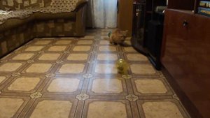 хомики в шарах