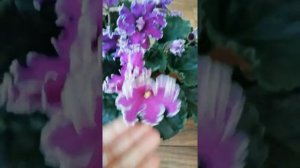 Знакомство с сортом. ВаТ-Готическая Элегантность.