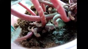 Цикламен (Cyclamen) Первые результаты спасения цикламена.