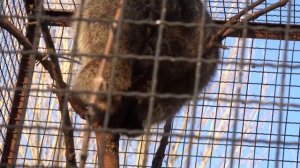 Еноты спят на деревьях! Тайган