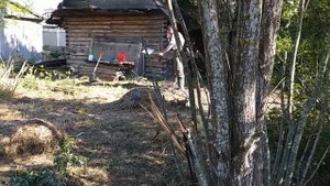Купили заброшенный участок  Первые гости