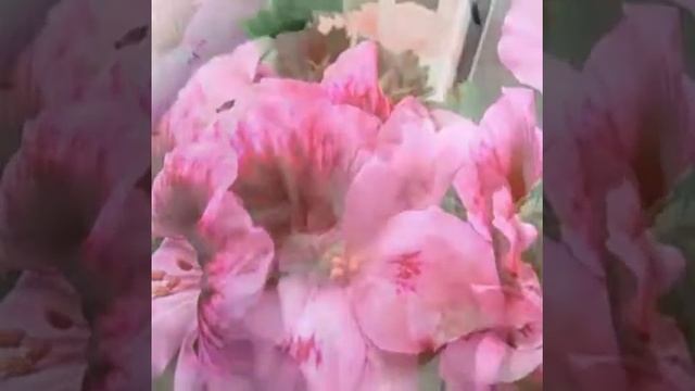 "Бабушкин" цветок. Пеларгония, герань. смотреть онлайн