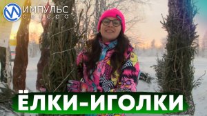 Как выбрать живую ёлку?