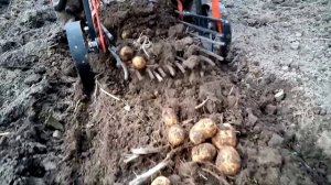 Мотоблок МТЗ и моя первая копка картофелекопалкой КМ-1 .Доработки. 1 ЧАСТЬ