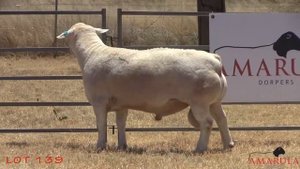 Lot 139 - "DAN", Amarula White Dorper Sale Ram