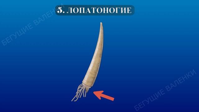 Какие бывают моллюски: полная классификация | Познавательное видео | Удивительный мир беспозвоночны