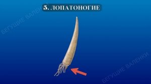 Какие бывают моллюски: полная классификация | Познавательное видео | Удивительный мир беспозвоночны