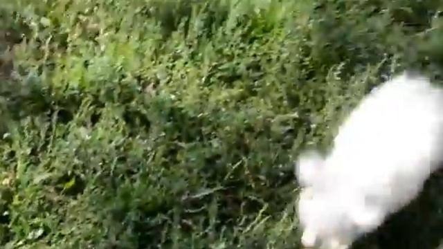 Пуховка китайская хохлатая мальчик и девочка смотреть онлайн