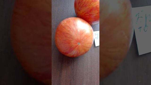 Экзотические сорта томатов, открытого грунта Черноземья часть 6. смотреть онлайн