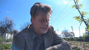 Выращивание малины под соломой. Плюсы и минусы