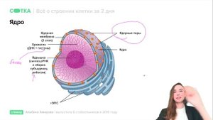 Все органоиды клетки за 40 минут | ЕГЭ БИОЛОГИЯ| Онлайн-школа СОТКА