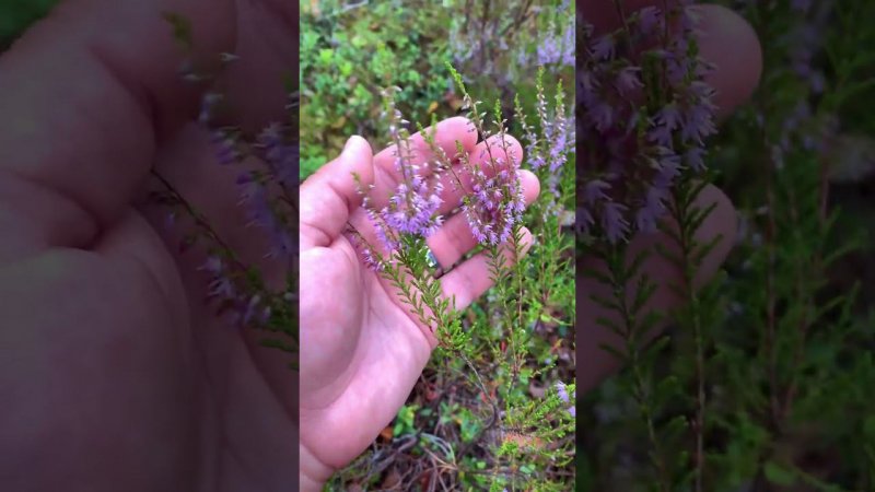 Тихая охота, что может быть лучше?