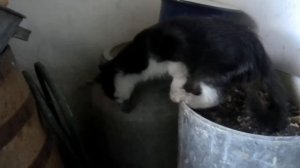 испытание клея от мышей  кот не против