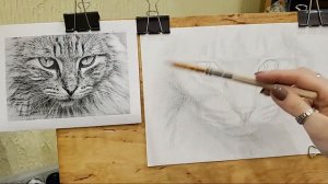 Как Нарисовать Кота Простым Карандашом - Онлайн Трансляция 1 - Рисуем Вместе