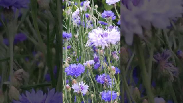 Васильки 🐝💮🌸🏵️🌺