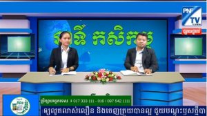 ជីធម្មជាតិ ភីអីន | ជ្រើសរើសពូជដំណាំដំឡូងមីឲ្យត្រឹមត្រូវ គ្មានជំងឺ ដើម្បីឲ្យផ្តល់ផលច្រើន