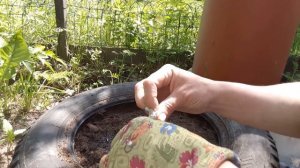 Посадка ТЫКВЫ в покрышки