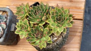 Rare Korean Echeveria agavoides