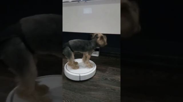 Собака на робот пылесосе смотреть онлайн