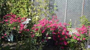 Петуния ,июль 2022 - 2